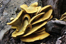 Omphalotus Olivascens - Western Jack-O-Lantern Mushroom