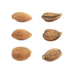 Wall Mural - Single almond nut isolated