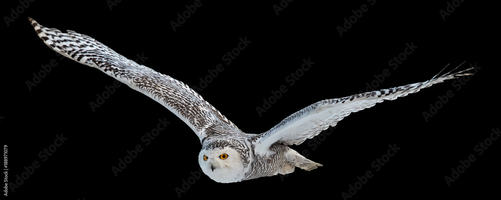 Isolated on black background,  flying beautiful Snowy owl Bubo scandiacus. Magic white owl with black spots and bright yellow eyes flying with fully outstretched wings. Symbol of arctic wildlife. - obrazy, fototapety, plakaty 