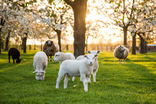 Lambs At Sunset