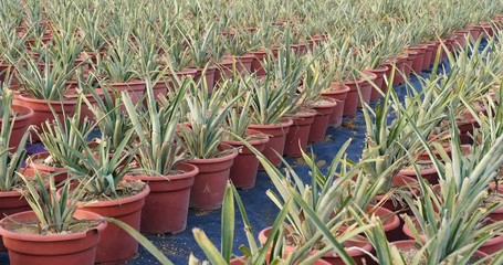 Wall Mural - Potted pineapple field