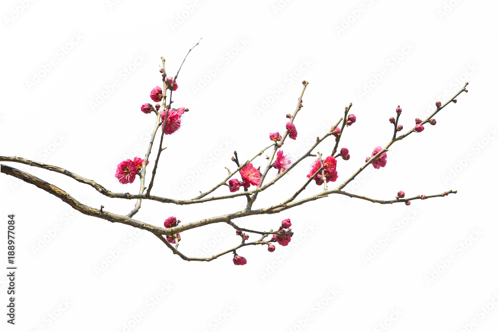 Plum Blossom in early spring. Located in Plum Blossom Hill, Nanjing, Jiangsu, China. - obrazy, fototapety, plakaty 