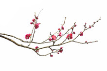 Plum Blossom In Early Spring. Located In Plum Blossom Hill, Nanjing, Jiangsu, China.