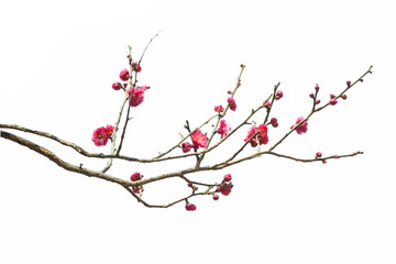 plum blossom in early spring. located in plum blossom hill, nanjing, jiangsu, china.