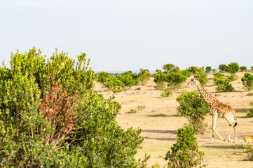 Sticker - Isolated giraffe near acacia in the park of  mara Kenya