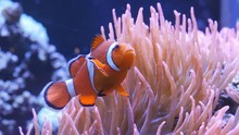 close up tracking shot of an orange and white clownfish and its host anenome