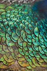  Peacocks, colorful details and beautiful peacock feathers.
