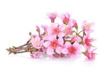 Pink Cherry Blossom Flowers White Background