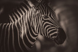 Fototapeta Konie - Portrait of a zebra