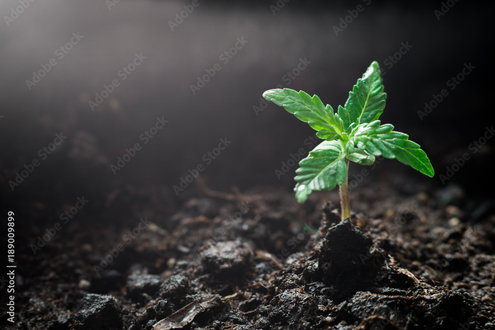 A small plant of cannabis seedlings at the stage of vegetation planted in the soil in the sun, a beautiful background, eceptions of cultivation in an indoor marijuana for medical purposes close up - obrazy, fototapety, plakaty 