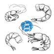 Hand drawn sketch style seafood set. Shripms, prawns collection vector illustrations.