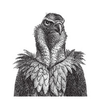 Vulture Head / Vintage Illustration From Meyers Konversations-Lexikon 1897 
