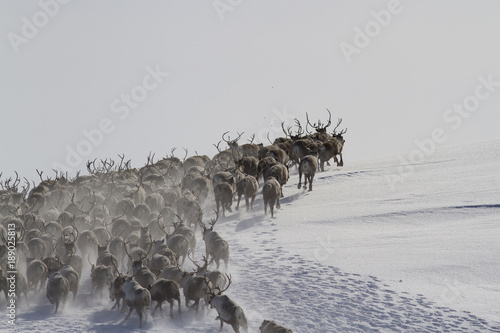 A large herd of reindeers running along the slope of a snow-covered hills Poster