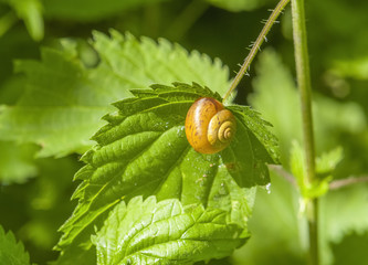 Wall Mural - sunny snail shell