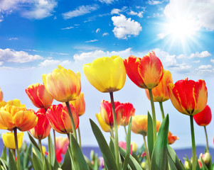 Fotomurales - Glück, Lebensfreude, Frühlingserwachen, Auszeit, Leben: Buntes, duftendes Blumenfeld mit Tulpen m Frühling :)