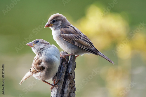 Fotografía Two House Sparrow (Passer domesticus) sitting on a stick
