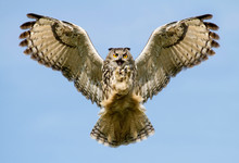 Eurasian Eagle-owl In Flight With A Catch