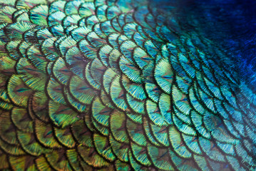  Peacocks, colorful details and beautiful peacock feathers.