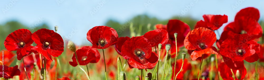 red poppy flowers in a field - obrazy, fototapety, plakaty 