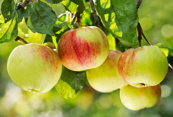 fresh ripe apples on a tree