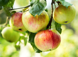 fresh ripe apples on a tree