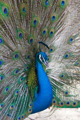 Wall Mural - Peacocks, colorful details and beautiful peacock feathers.