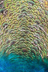  Peacocks, colorful details and beautiful peacock feathers.