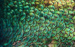 Peacocks, colorful details and beautiful peacock feathers.