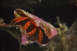 Halloween Hermit Crab, Ringelsocken-Einsiedlerkrebs (Ciliopagurus strigatus)