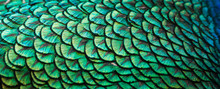 Peacocks, Colorful Details And Beautiful Peacock Feathers.