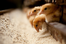 Chicks Feed On The Farm