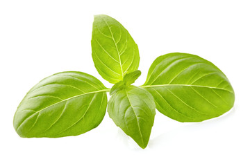 Sticker - Basil leaves in closeup