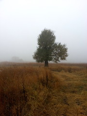 tree in the fog