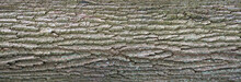 Relief Texture Of The Bark Of Oak With Green Moss And Blue Lichen On It. Panoramic Image Of A Tree Bark Texture.
