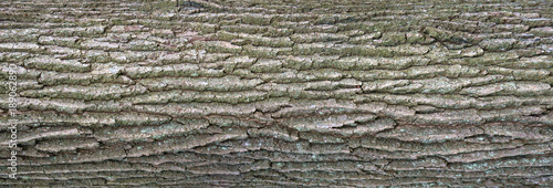 Fotografie, Obraz Relief texture of the bark of oak with green moss and blue lichen on it