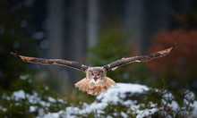 Eagle Owl, Bubo Bubo, Giant Owl Flying Directly At Camera With Fully Outstretched Wings And Opened Beak, Against Abstract Winter Background. Screaming Owl With Bright Orange Eyes In European Forest.