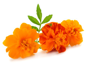 Wall Mural - Orange Marigold flower, Tagetes erecta, Mexican marigold, Aztec marigold, African marigold isolated on white background