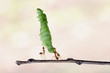 © RooM The Agency - Three ants carrying a caterpillar