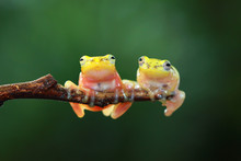 Two Golden Tree Frogs (philautus Vittiger) On A Branch
