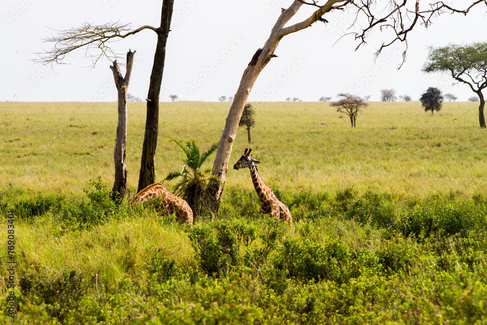 Foto de Stock The giraffe (Giraffa), genus of African even-toed ...