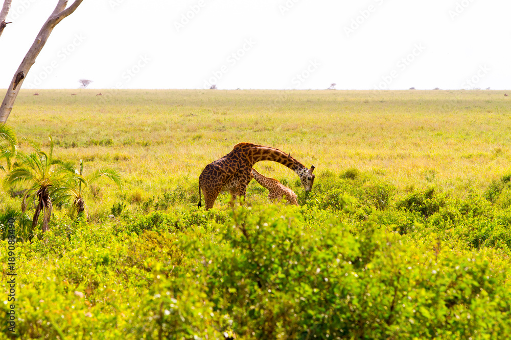 The giraffe (Giraffa), genus of African even-toed ungulate mammals, the ...