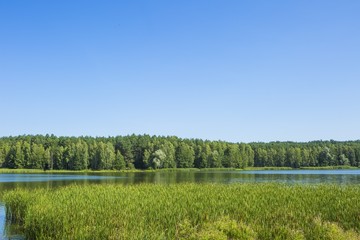 Wall Mural - Calm landscape with lake and forest