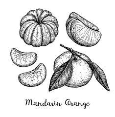 Wall Mural - ink sketch of tangerines.