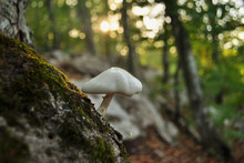 Single Close Up White Mushroom Growing In The Forest Near Rocks And Trees.