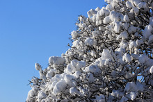 Snow On Tree Branches Against Blue Sky Background