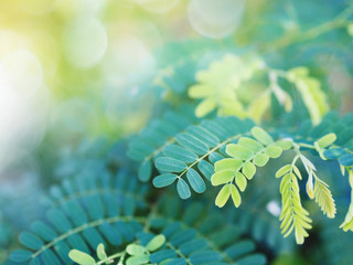 Wall Mural - tropical green leaves for spring background.