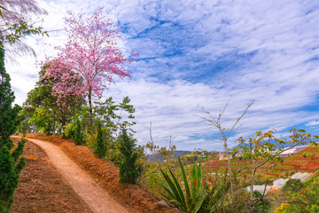 Wall Mural - Cherry blossom along the land road leading into the village in the countryside plateau welcome spring