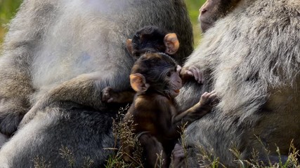 close-up of family of four barbary macaque, macaca sylvanus monkeys apes with two little babies sitt