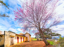 Cherry Tree Apricot Blossom Next To The Ancient Temple Hundred Years Old In The Morning Sunshine To Honor The Beauty Of Nature To Welcome The Spring Flooded Plateau Da Lat, Vietnam