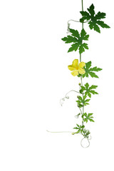 Poster - Green leaves climbing vine plant with tendrils and yellow flower of Bitter gourd or bitter melon isolated on white background, clipping path included.